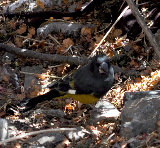 White winged grosbeak